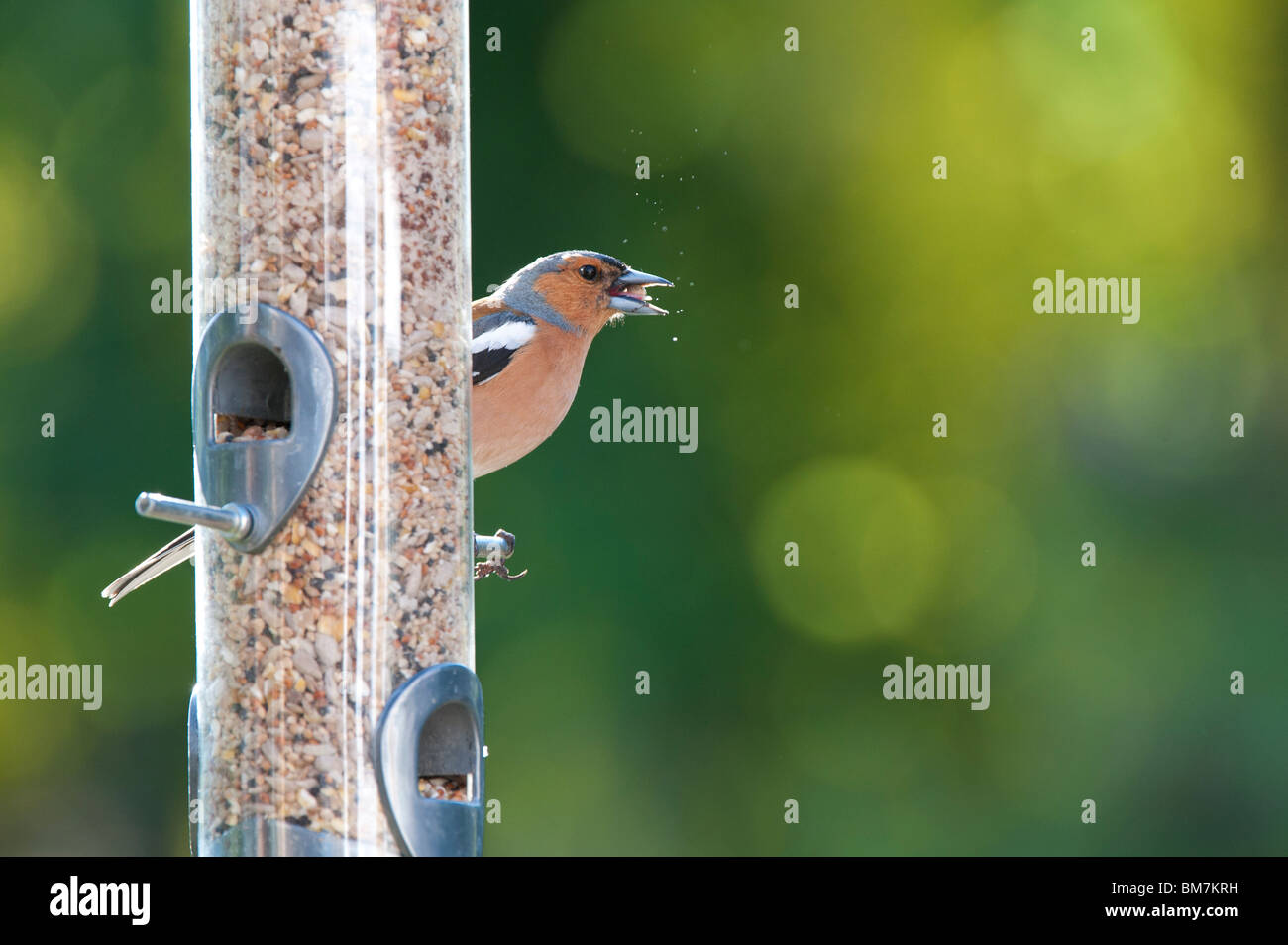 Fringilla Coelebs. Männlichen Buchfinken Fütterung auf ein Futterhäuschen für Vögel Samen Stockfoto