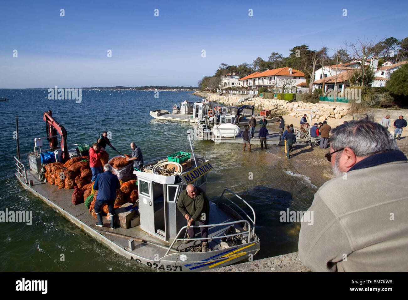 Lège-Cap-Ferret (33) 2010/03/23: 22 Tonnen Austern wieder eingeführt um die Oyster-Anlage in der Bucht von Arcachon reseed Stockfoto