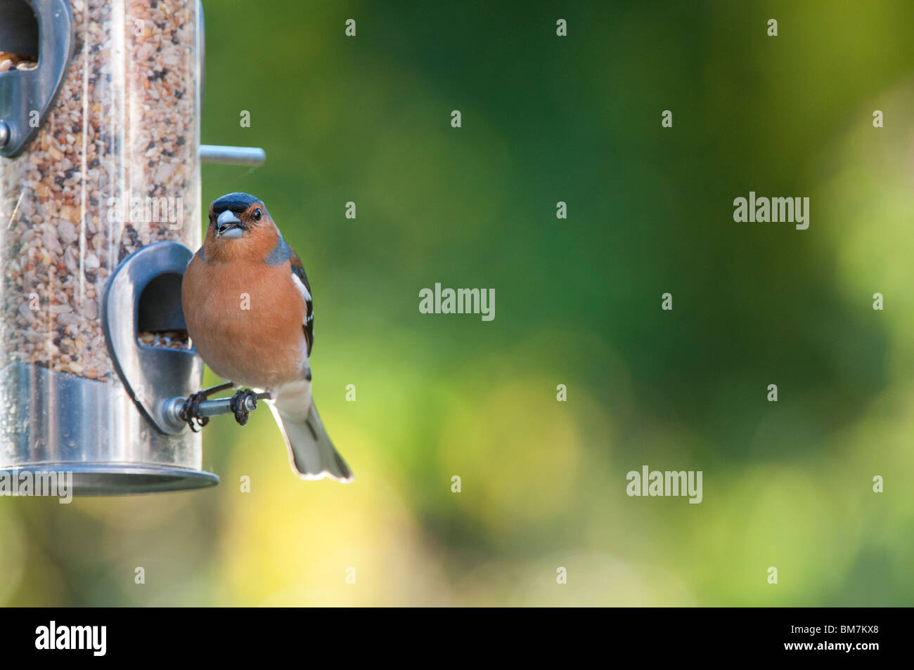 Fringilla Coelebs. Männlichen Buchfinken Fütterung auf ein Futterhäuschen für Vögel Samen Stockfoto