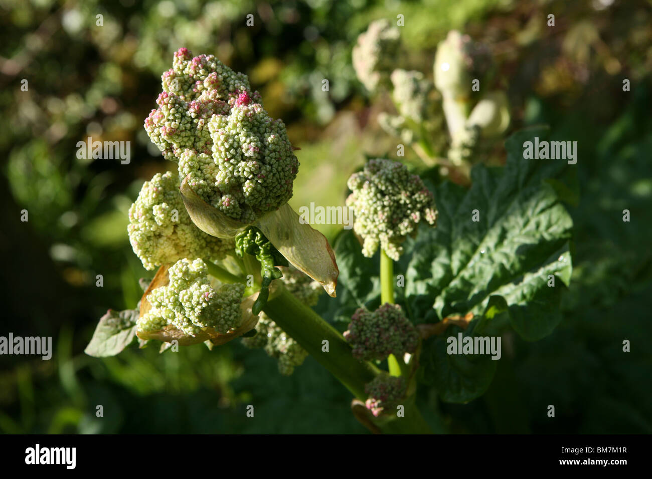 Rheum rhabarbarum / Rheum x hybridum - Rhabarberblüte beginnt zu entstehen Stockfoto