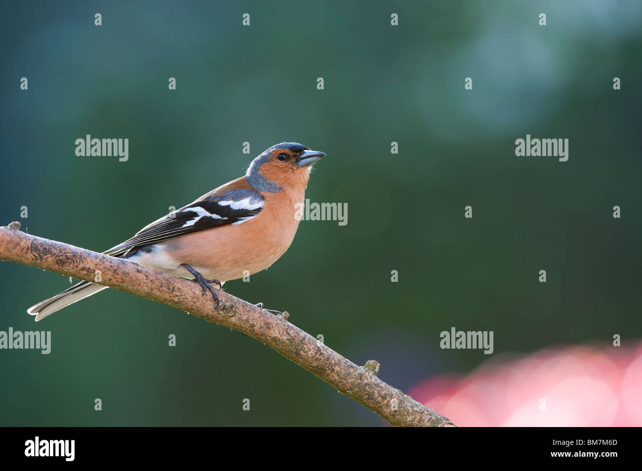 Fringilla Coelebs, männliche Buchfink Stockfoto