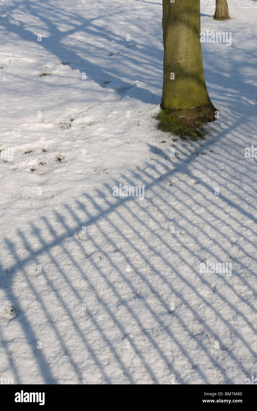 blaue Schatten von Geländern im Schnee mit einem Baumstamm werfen Stockfoto