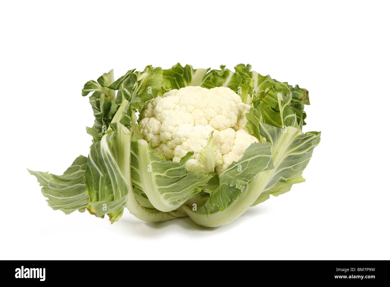 Ein Blumenkohl Gemüse vor einem weißen Hintergrund Stockfoto