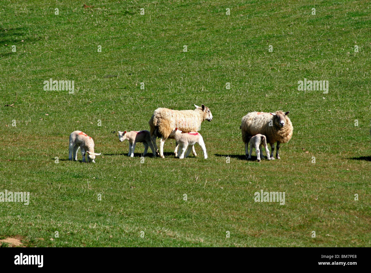 Frühjahr Lämmer Stockfoto