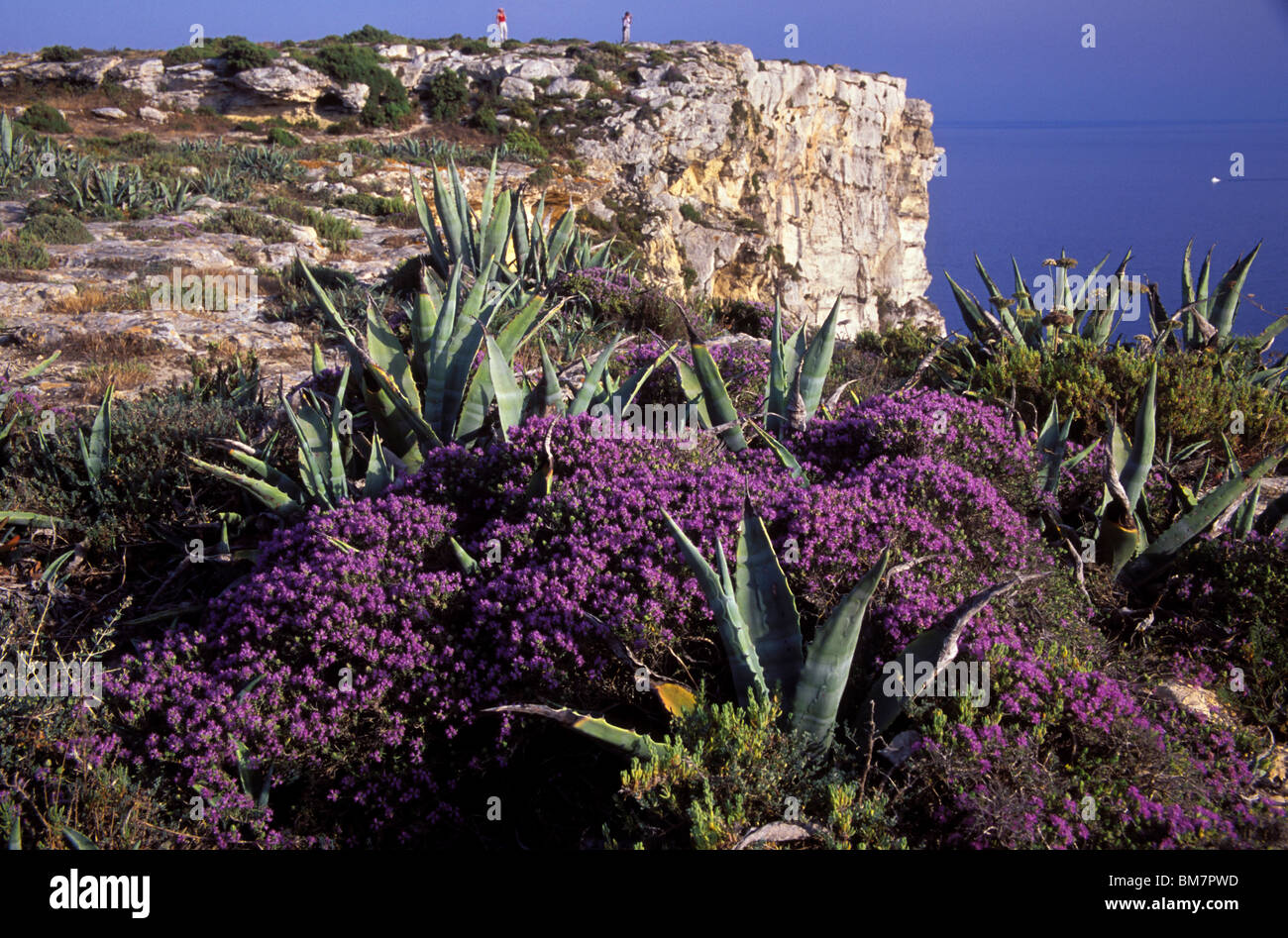 Blume 2000 -Fotos und -Bildmaterial in hoher Auflsung  Alamy