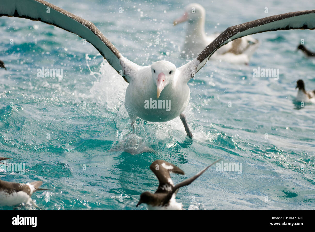 Südlichen Royal Albatros Diomedea Epomophora Kaikoura Neuseeland Stockfoto