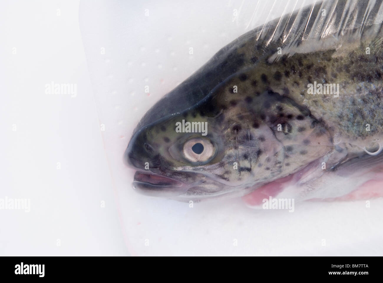 Regenbogenforelle in einer durchsichtigen Kunststoff Kartonverpackung versiegelt Stockfoto