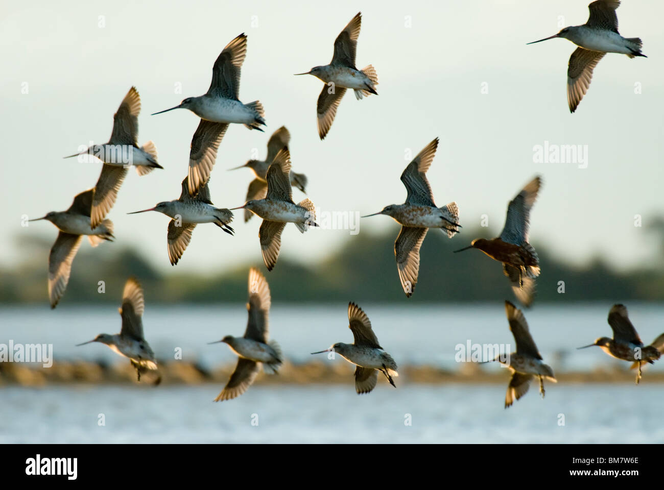 Herde von Bar-tailed Godwits Limosa Lapponica Neuseeland Stockfoto