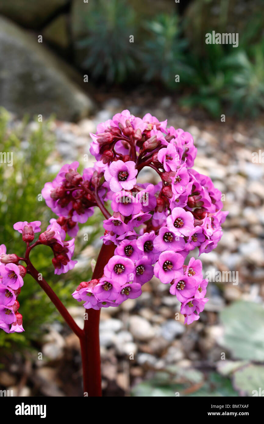 CORDIFOLIA BERGENIE. MEGASEA. ELEFANT SCHMUCKSCHILDKRÖTE STEINBRECH. ELEFANTEN-OHREN. Stockfoto