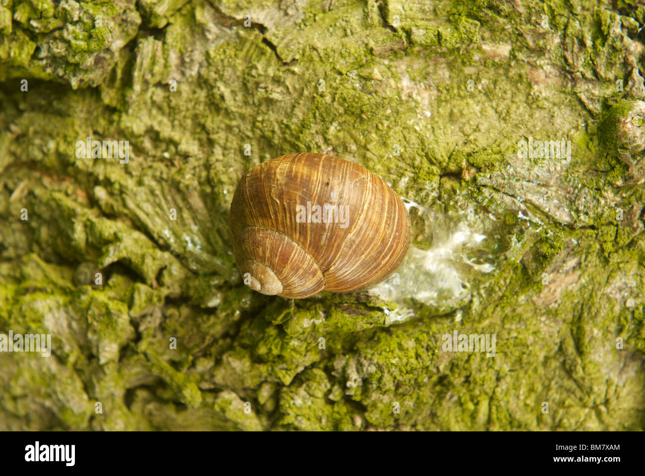 Schnecke auf Baumstamm Stockfoto