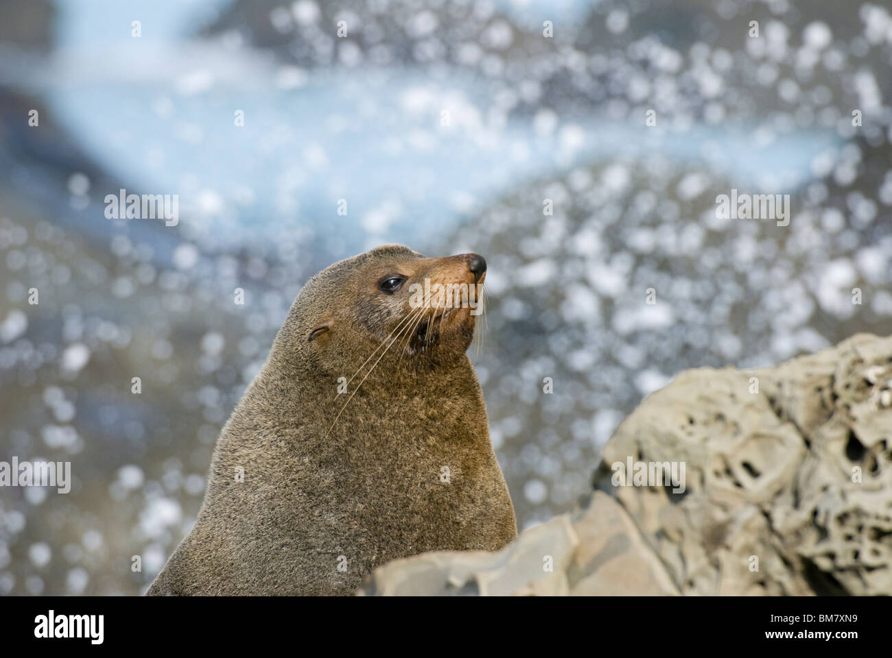 New Zealand Seebär Arctocephalus Forsteri Berufung. Kekeno. Kaikoura Neuseeland Stockfoto