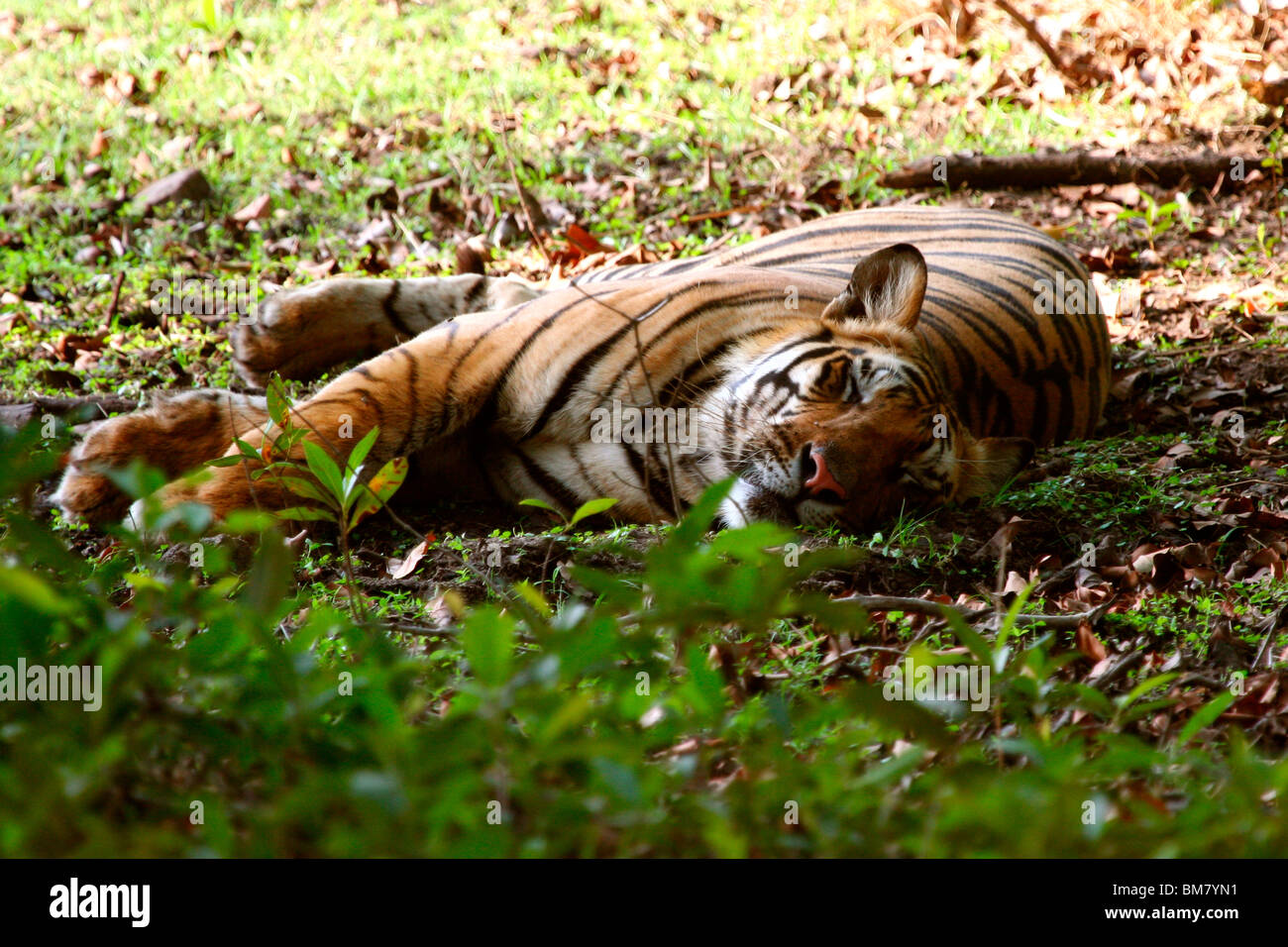 Royal Bengal Tiger (Panthera Tigris Tigris), Bandhavgarh National Park, Madhya Pradesh, Indien, Asien Stockfoto