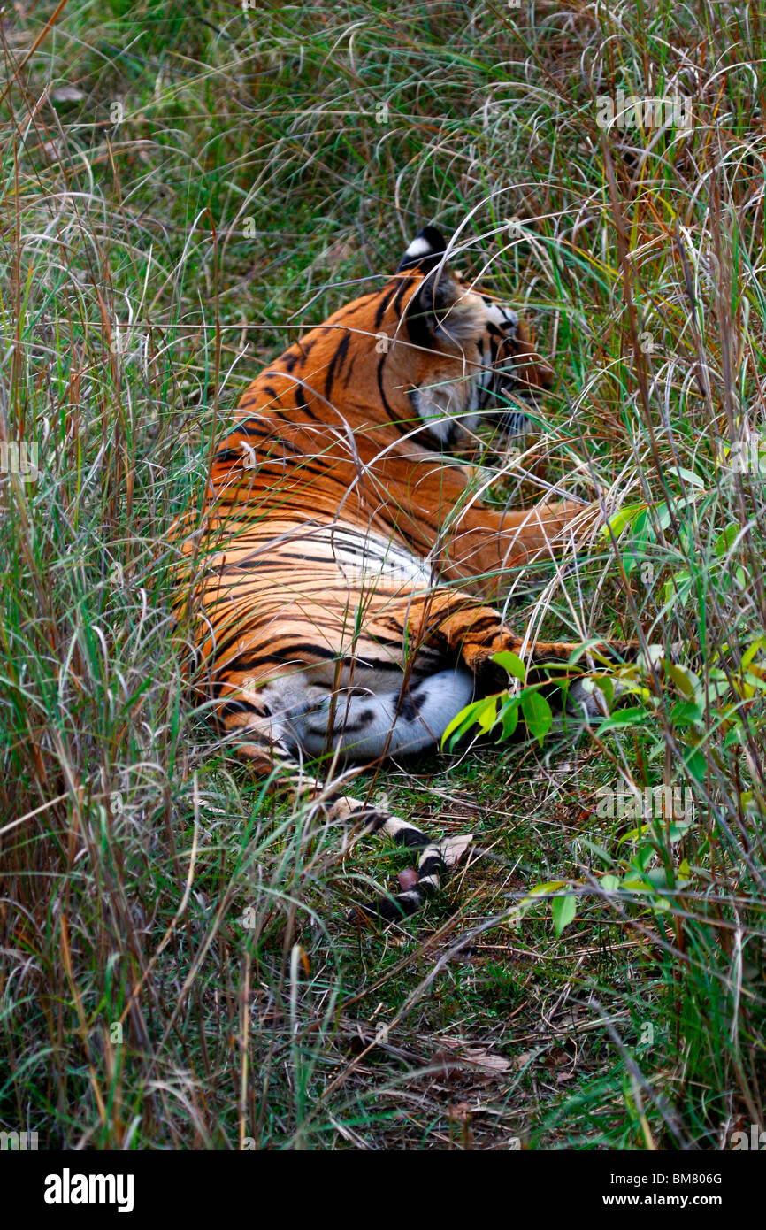 Royal Bengal Tiger (Panthera Tigris Tigris), Bandhavgarh National Park, Madhya Pradesh, Indien, Asien Stockfoto