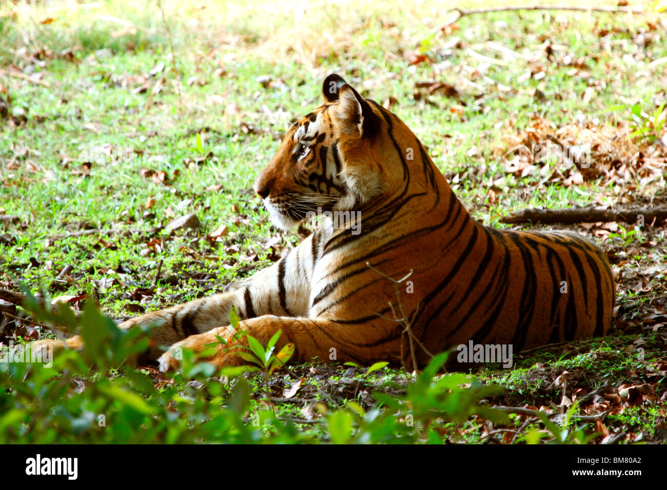 Royal Bengal Tiger (Panthera Tigris Tigris), Bandhavgarh National Park, Madhya Pradesh, Indien, Asien Stockfoto