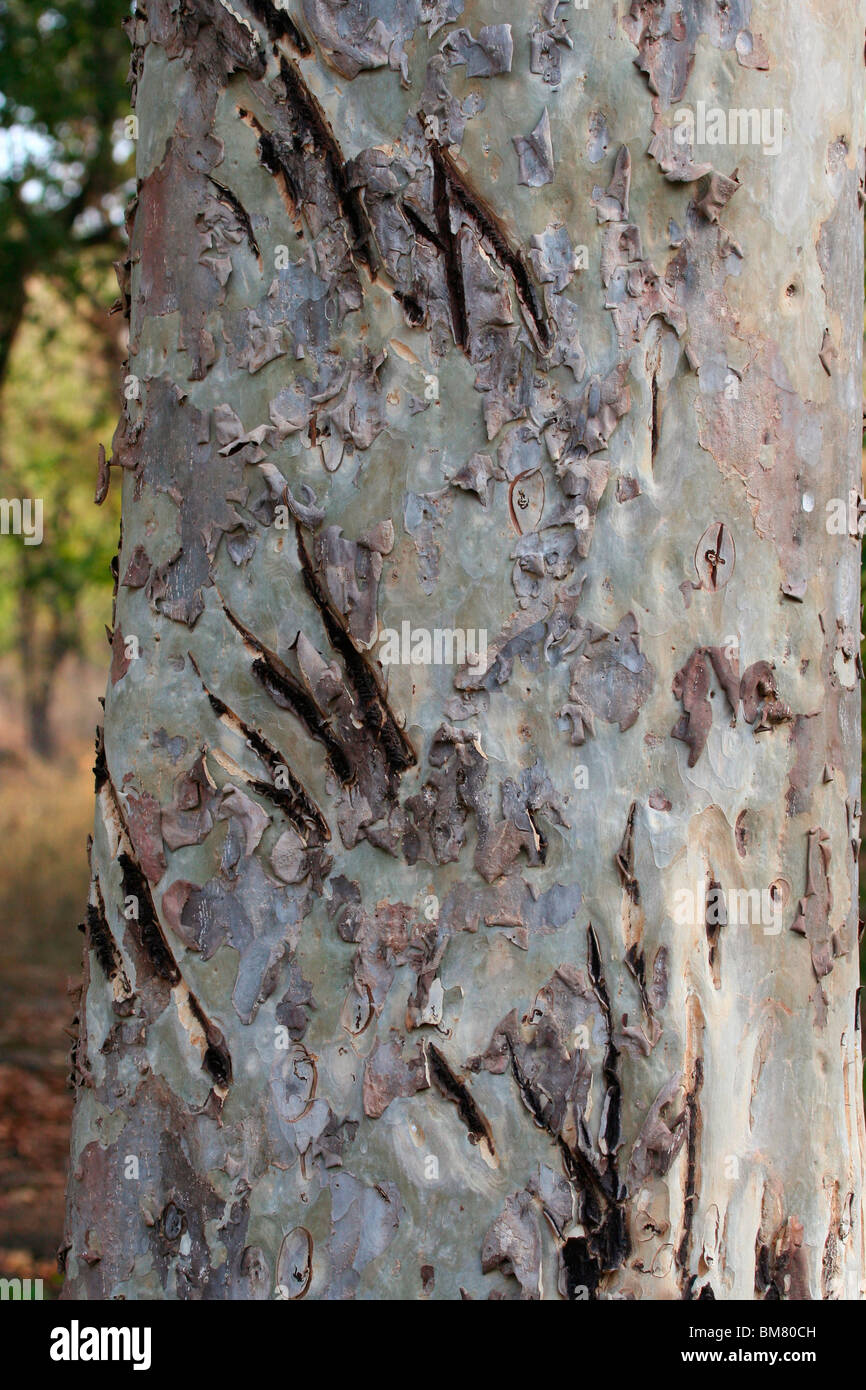 Kratzspuren von Royal Bengal Tiger (Panthera Tigris Tigris), Bandhavgarh National Park, Madhya Pradesh, Indien, Asien Stockfoto
