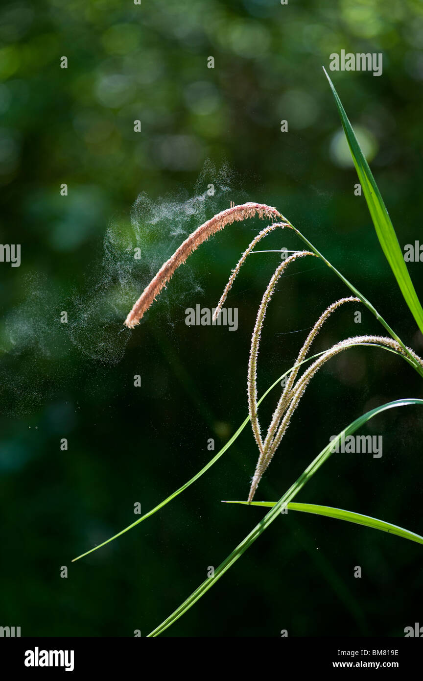 Pollen von Carex Pendel hängende Segge Rasen in der englischen Landschaft befreit Stockfoto