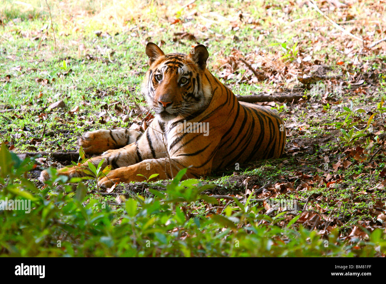 Royal Bengal Tiger (Panthera Tigris Tigris), Bandhavgarh National Park, Madhya Pradesh, Indien, Asien Stockfoto