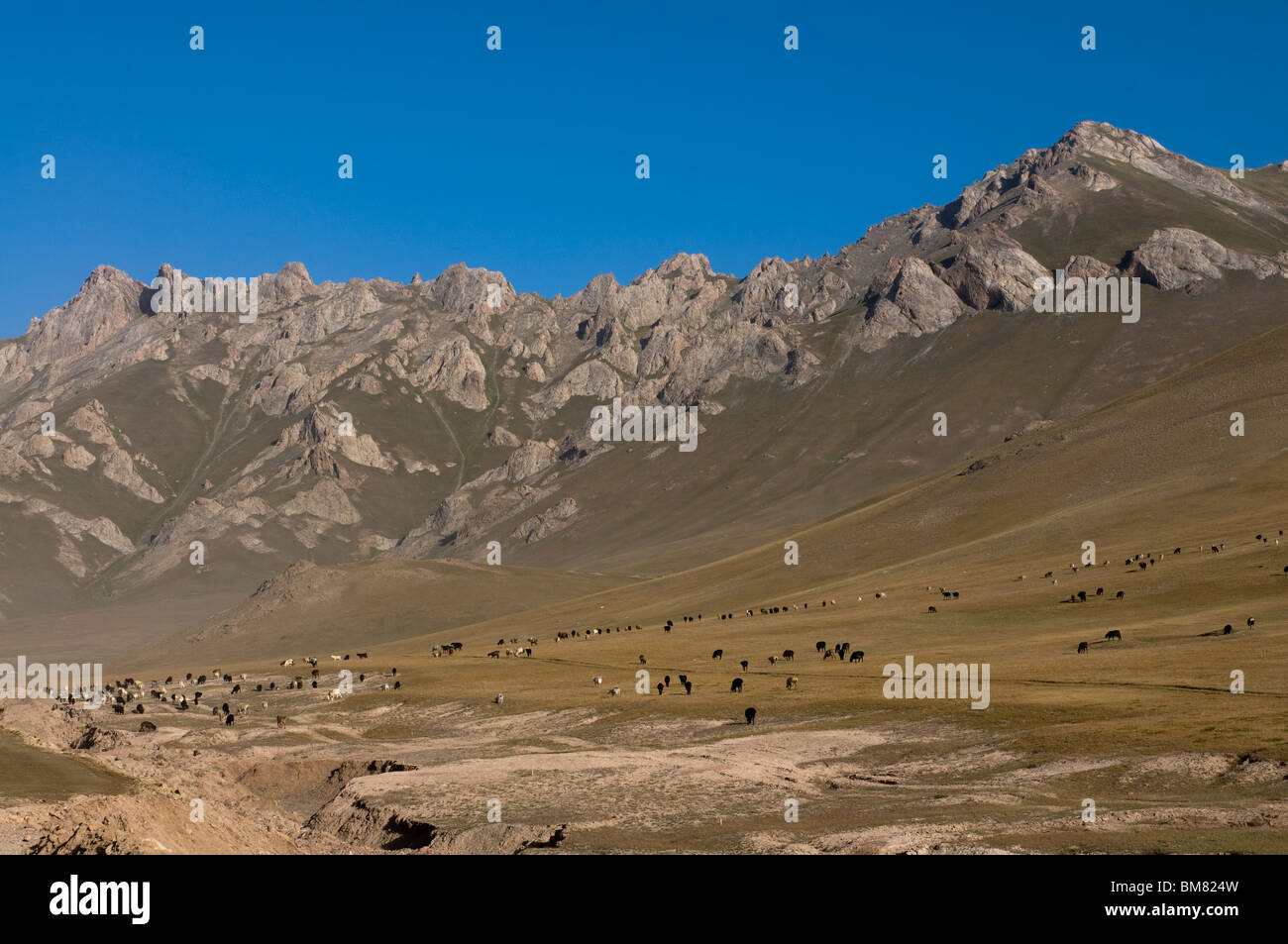 Wildpferde und Berge von Sary Tash, Kirgisistan Stockfoto