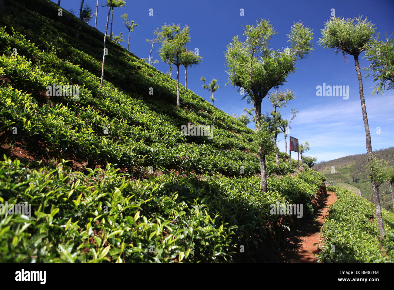 Hohen Hügel Teeplantage, einer von vielen auf den Hügeln oberhalb von Ooty, kurz für Ootacamund, ein Hill Resort in Tamil Nadu, Indien. Stockfoto