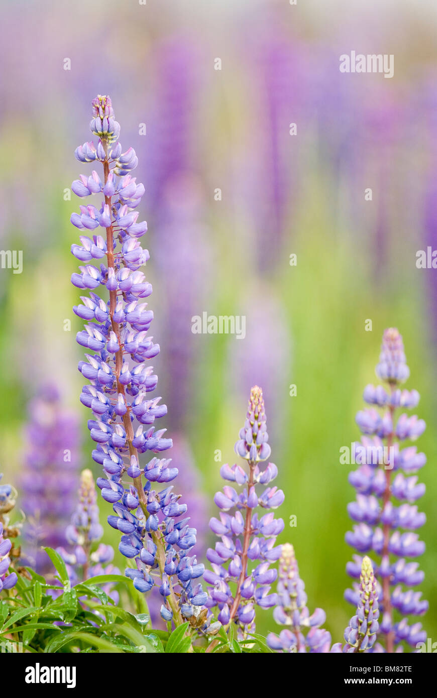 Lupine Lupinus Polyphyllus oder Russell Lupin, Neuseeland Stockfoto