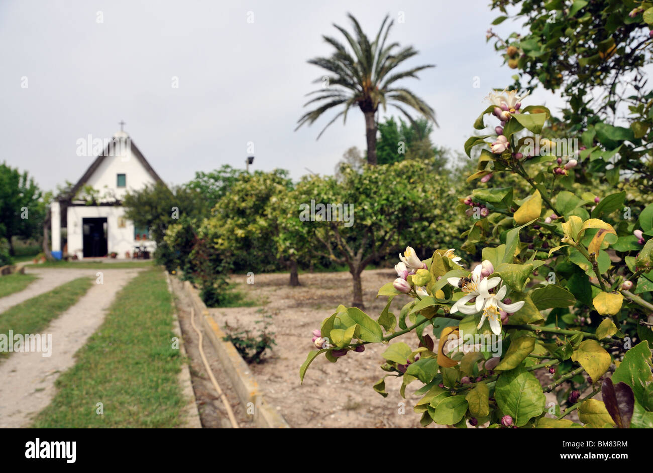 Barraca (traditionelle valencianischen Adobe-Haus) und blühenden Orangenbäumen Obstgarten.  El Palmar. La Albufera. Valencia. Spanien Stockfoto