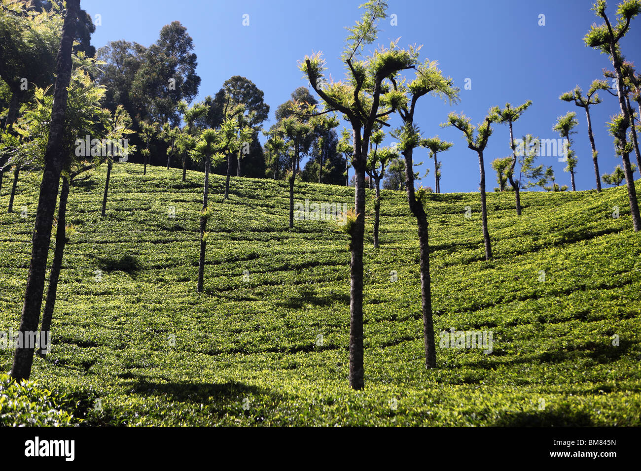 Hohen Hügel Teeplantage, einer von vielen auf den Hügeln oberhalb von Ooty, kurz für Ootacamund, ein Hill Resort in Tamil Nadu, Indien. Stockfoto