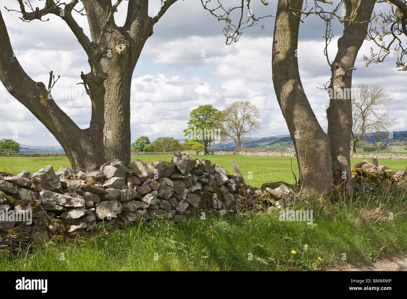 Bäume auf landwirtschaftlichen Flächen in der Nähe von Spennithorne, Wensleydale, Yorkshire Dales Stockfoto