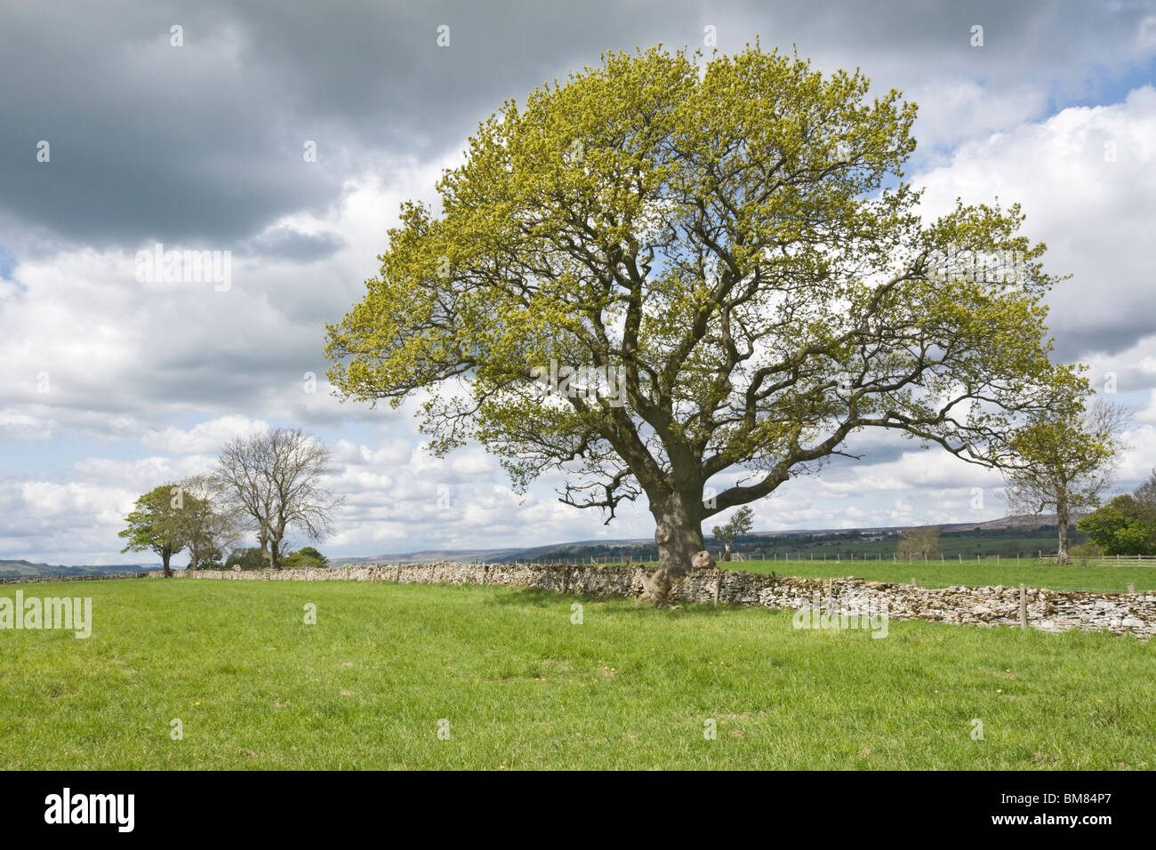 Bäume auf landwirtschaftlichen Flächen in der Nähe von Spennithorne, Wensleydale, Yorkshire Dales. Der Baum im Vordergrund ist die Eiche. Stockfoto