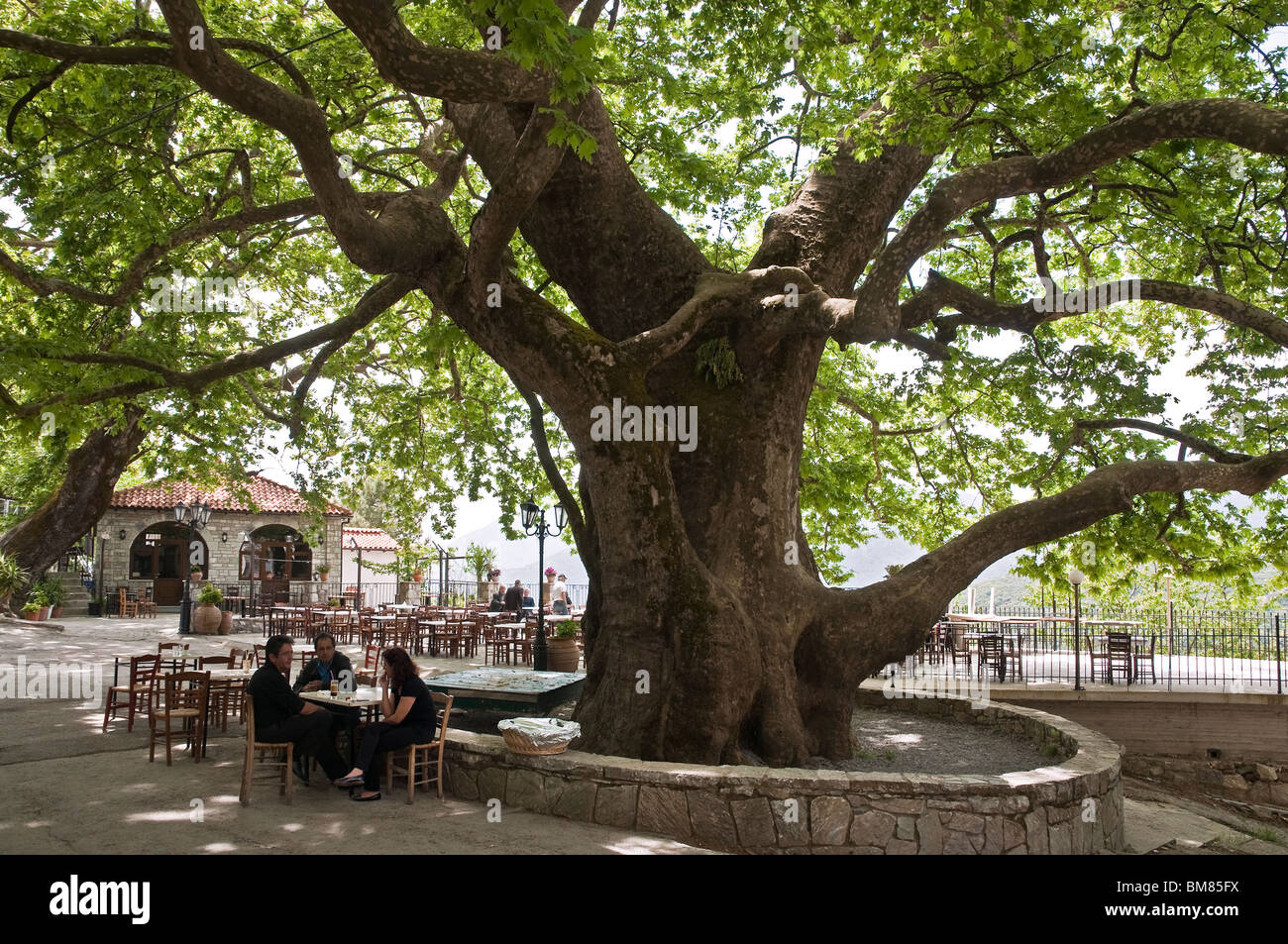 Die quadratischen und alten Platane im Dorf Arna an den Hängen des Taygetos-Gebirges, Lakonia, Pelopnnese, Griechenland Stockfoto