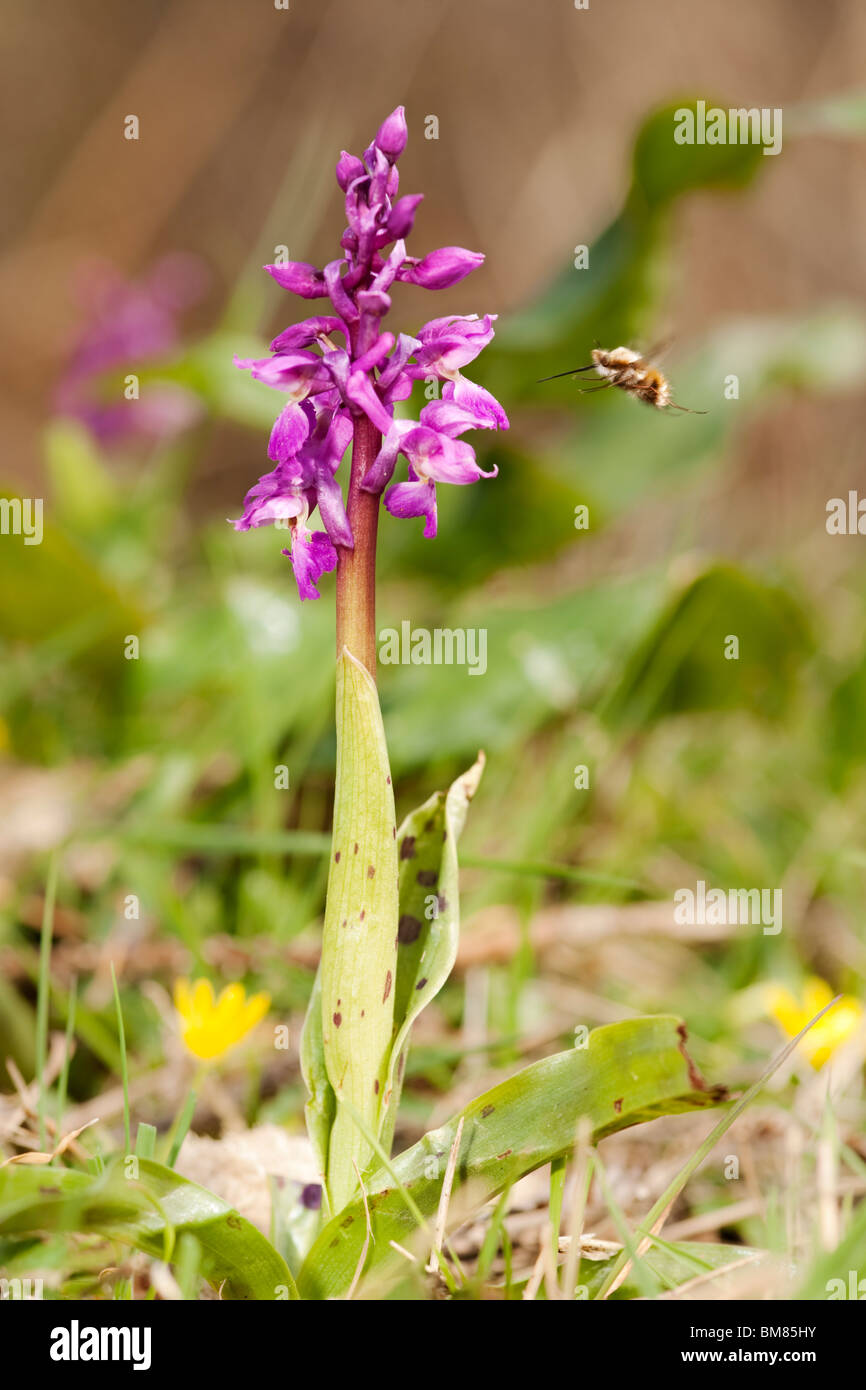 Frühe lila Orchidee (Orchis Mascula) in voller Blüte mit Bee Fly, Dorset, Großbritannien Stockfoto