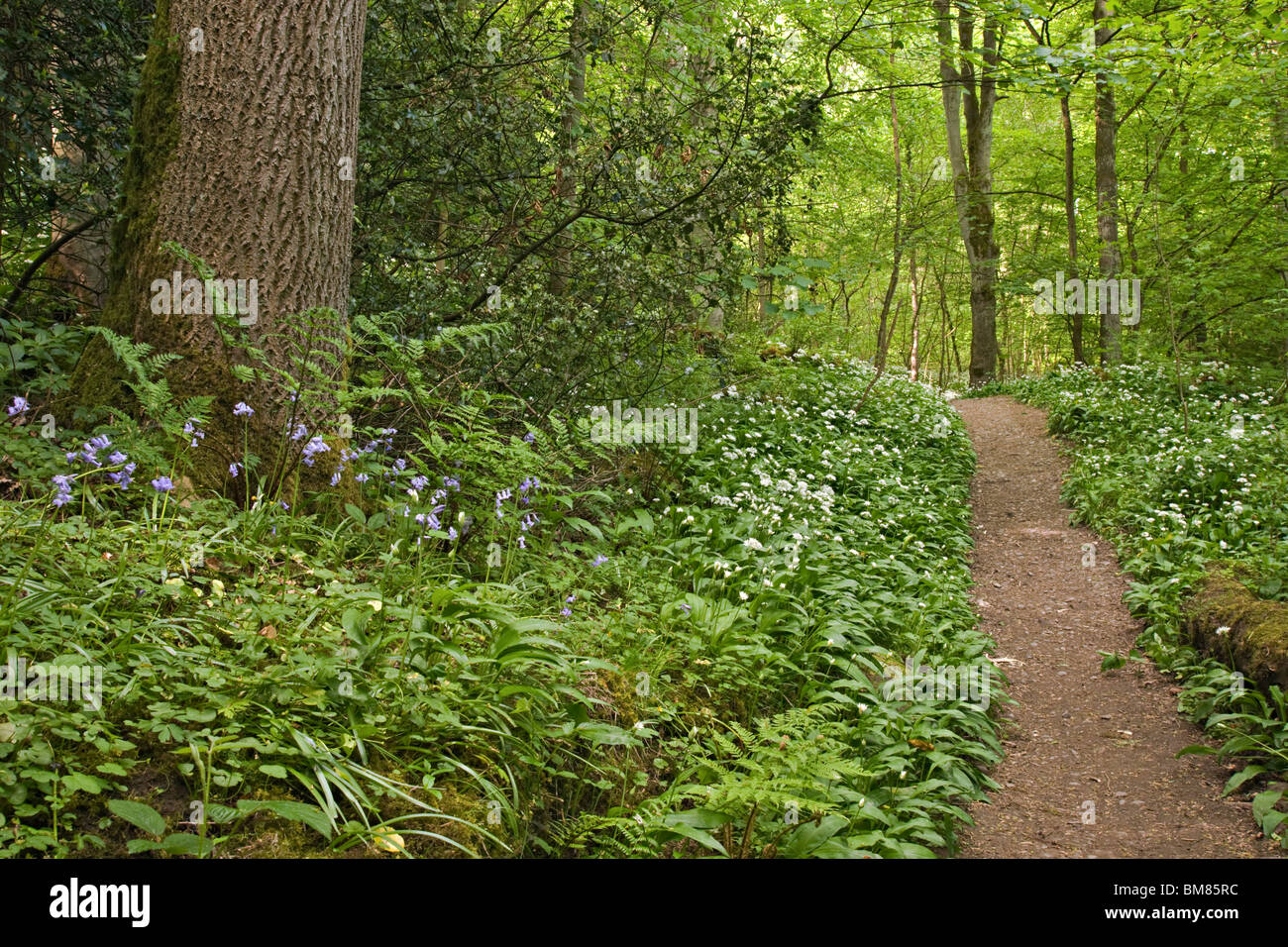 Wanderweg durch den alten Wald in Richmond, North Yorkshire. Die meisten Blumen sind Bärlauch, auch bekannt als wilder Knoblauch. Stockfoto
