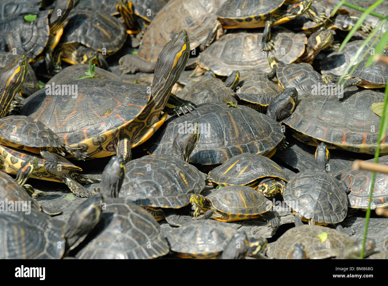 Madrid, Spanien. Atocha-Bahnhof. Tropische Gewächshaus. Rot-Schmuckschildkröte Sumpfschildkröten (ist Scripta Elegans) im pool Stockfoto