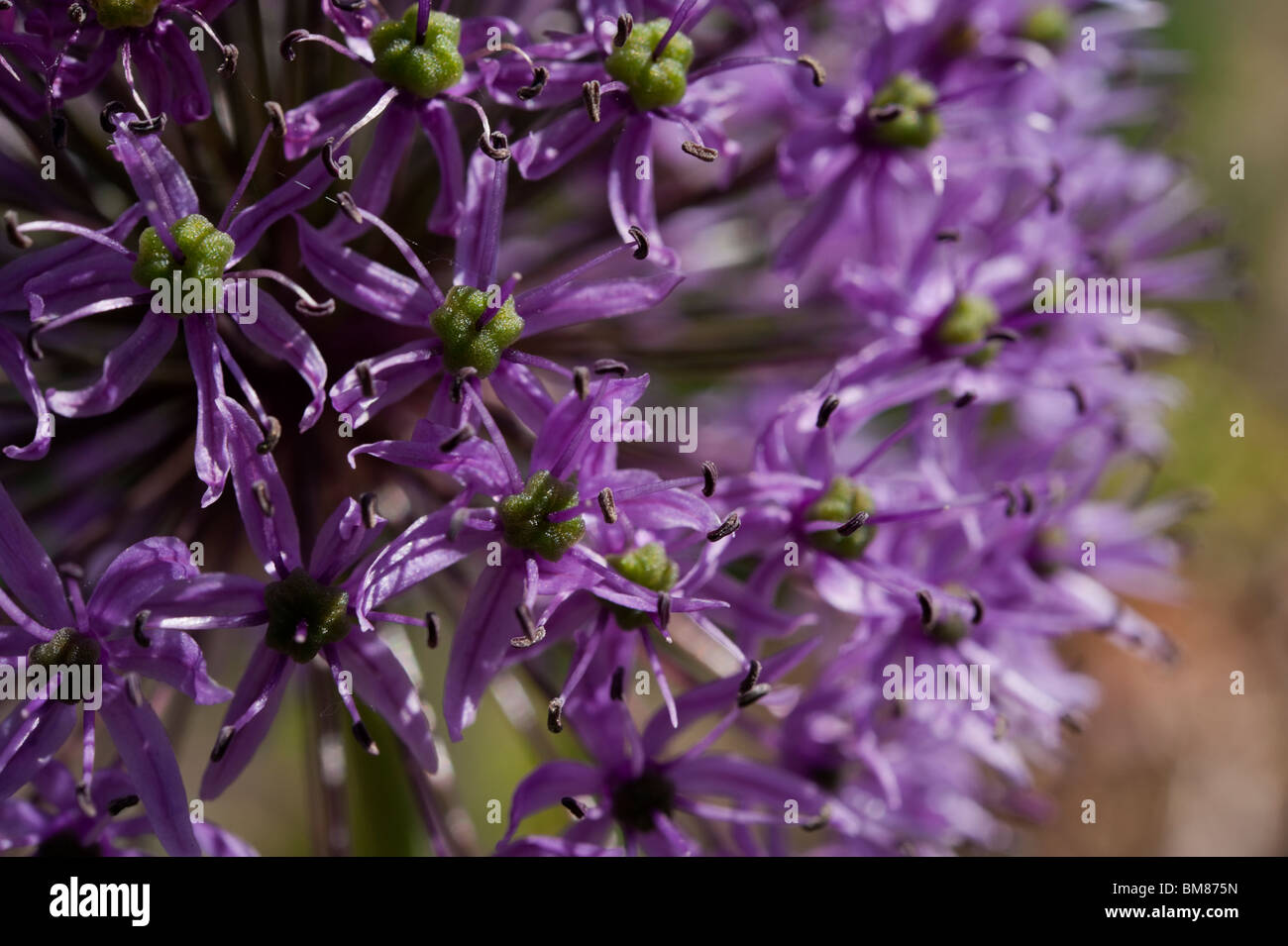 Detail einer lila ornamentalen Allium (ein Mitglied der Familie Zwiebel), Allium Cristophii. Stockfoto