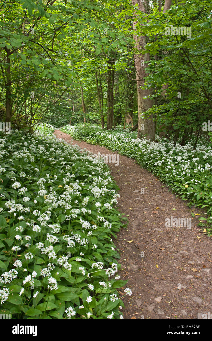 Wanderweg durch den alten Wald in Richmond, North Yorkshire. Die Blüten sind Bärlauch auch bekannt als wilder Knoblauch. Stockfoto