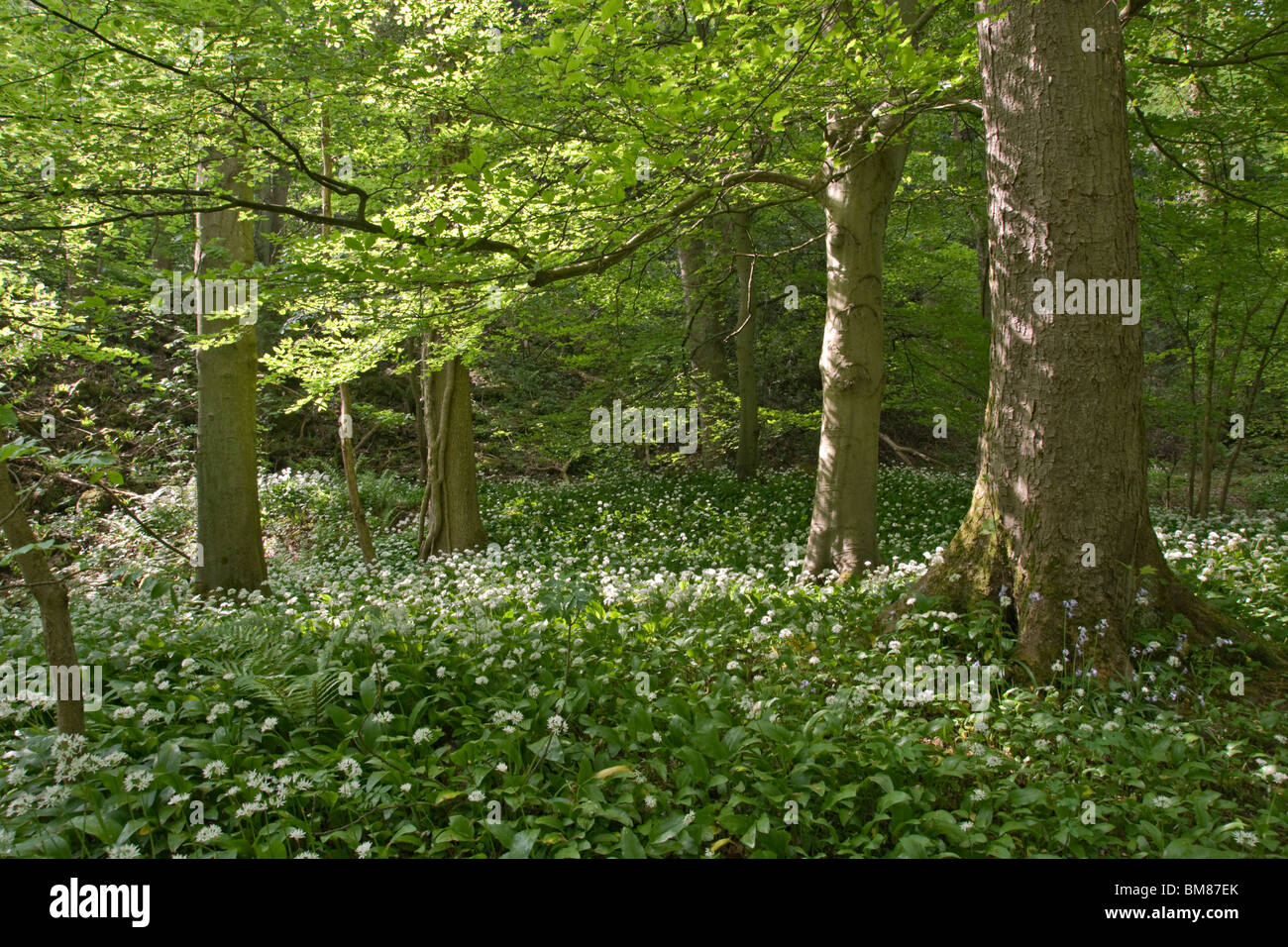 Alte Wald in der Nähe von Richmond, North Yorkshire. Die Blüten sind Bärlauch auch bekannt als wilder Knoblauch. Stockfoto
