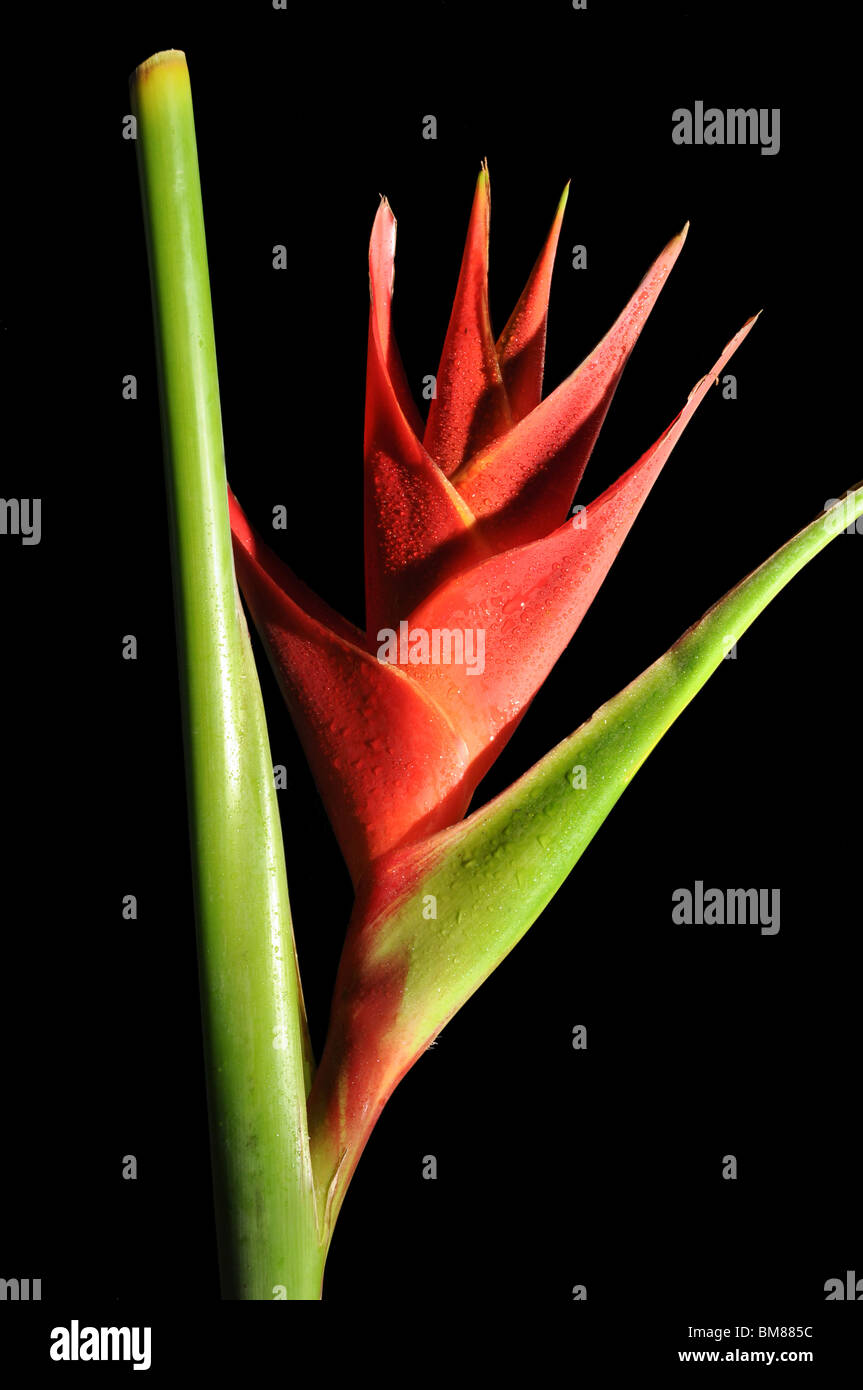 Rot Heliconia Caribea Blüte mit Wassertropfen auf schwarzem Hintergrund isoliert Stockfoto