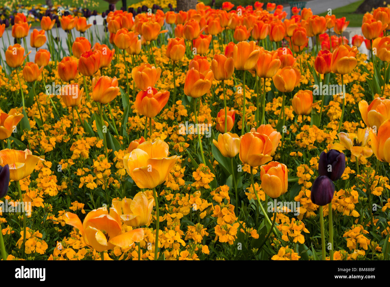 Tulpen Mowbray Park Sunderland Stockfoto