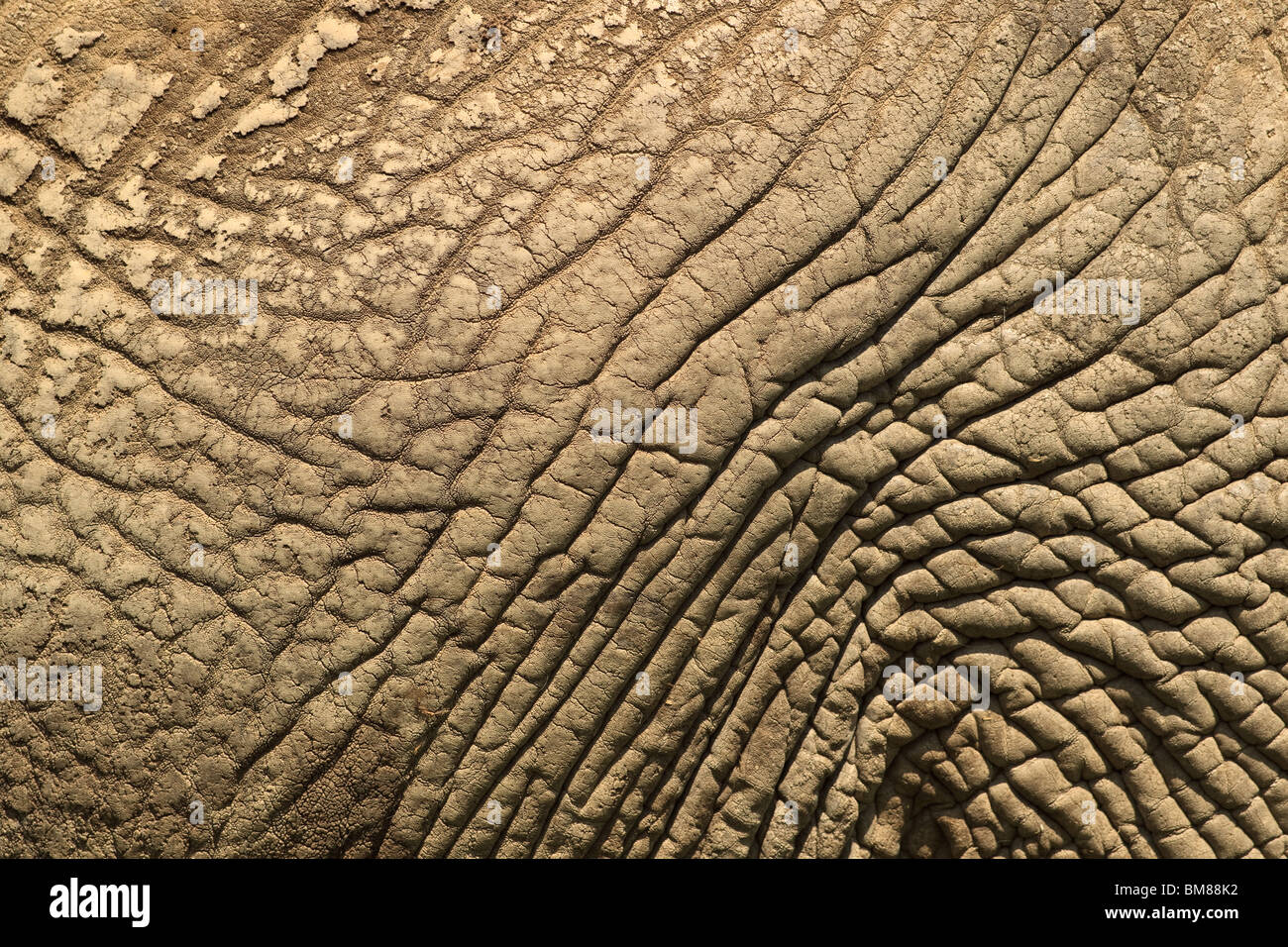 Nahaufnahme Detail Der elefantenhaut Textur. loxodonta Africana Stockfoto