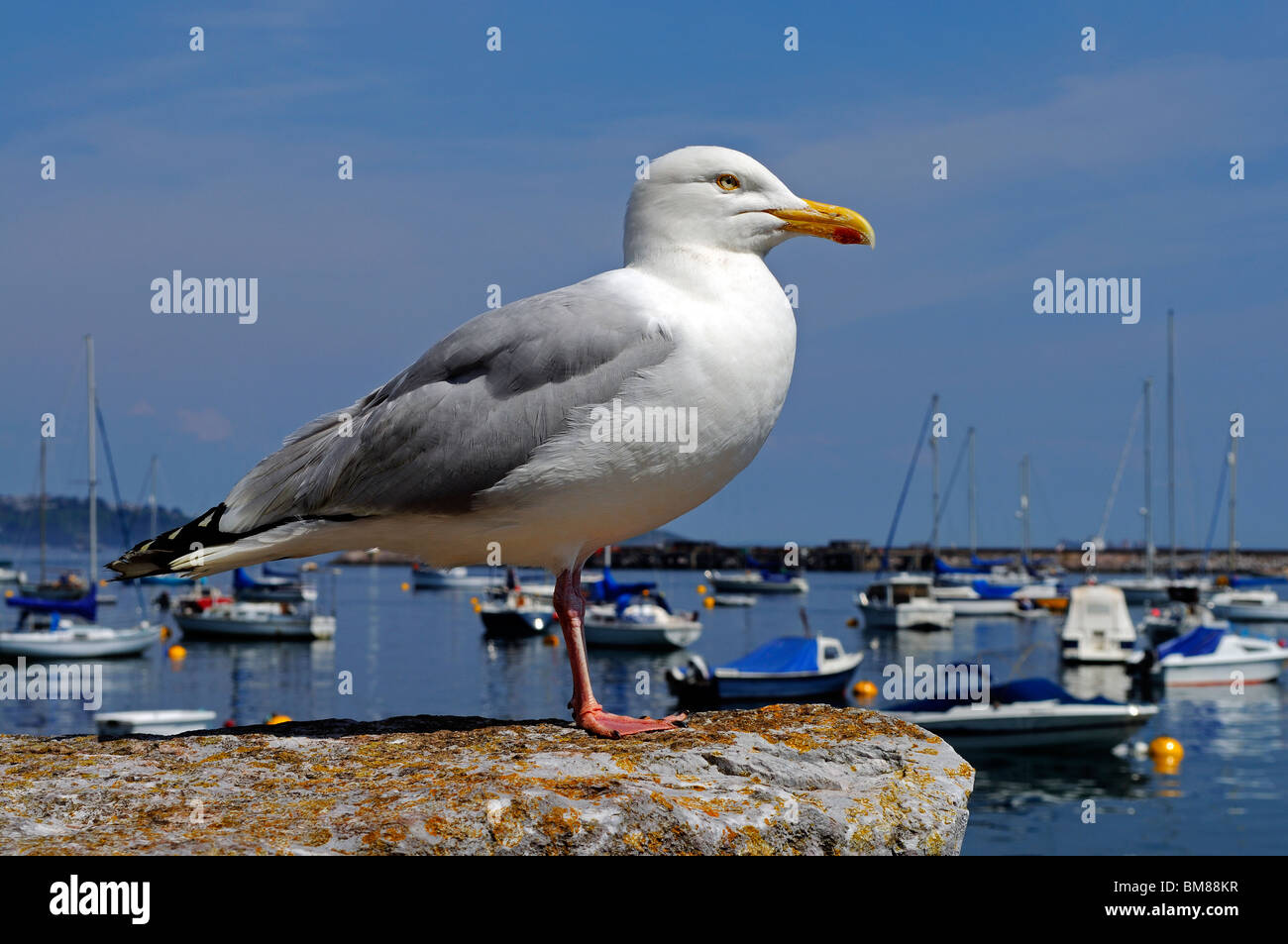 eine Silbermöwe an der Küste Wand Brixham in Devon, Großbritannien Stockfoto