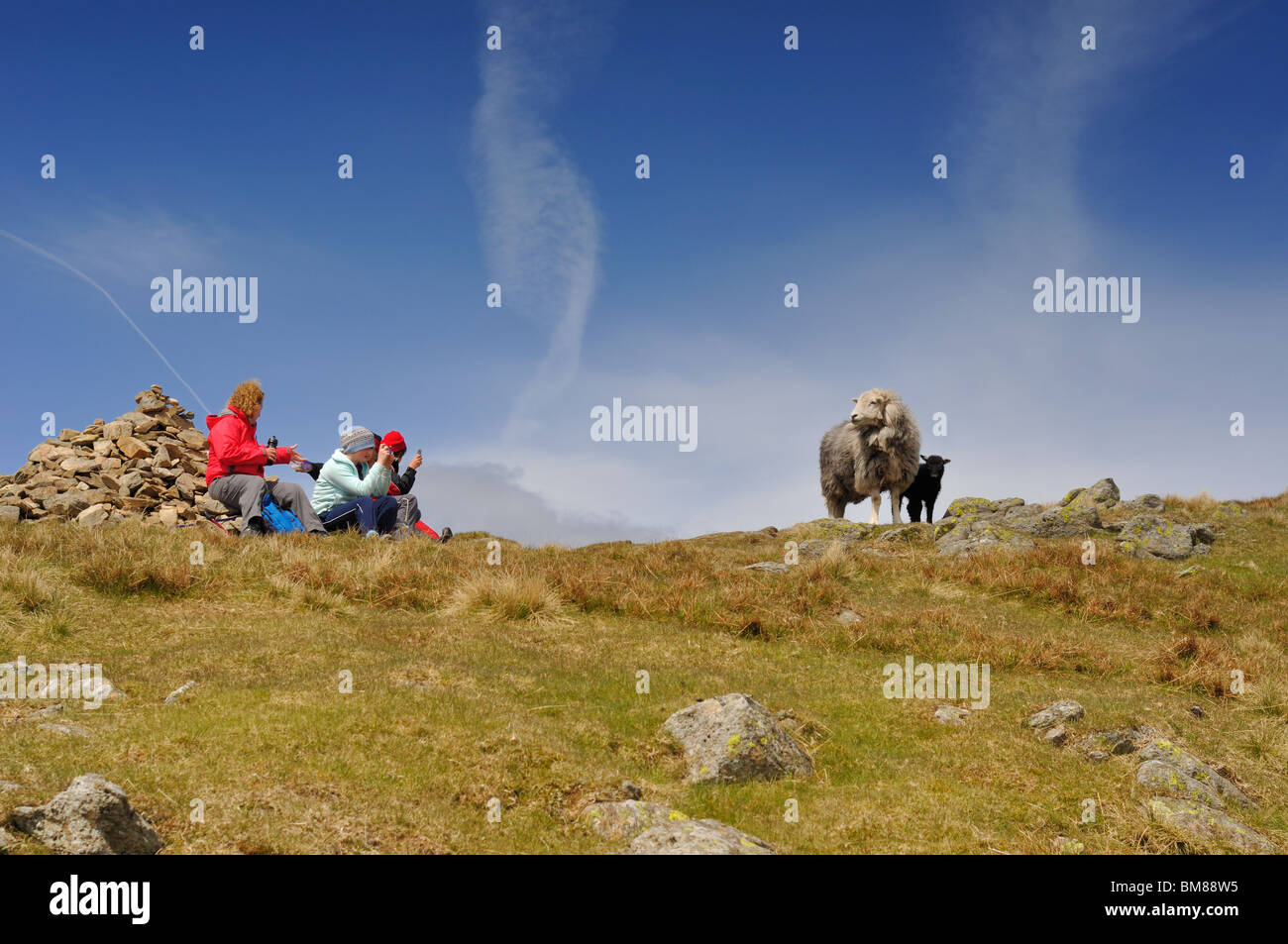 Familie fotografieren von Ewe & ihr Lamm auf große Rigg im Lake District Stockfoto