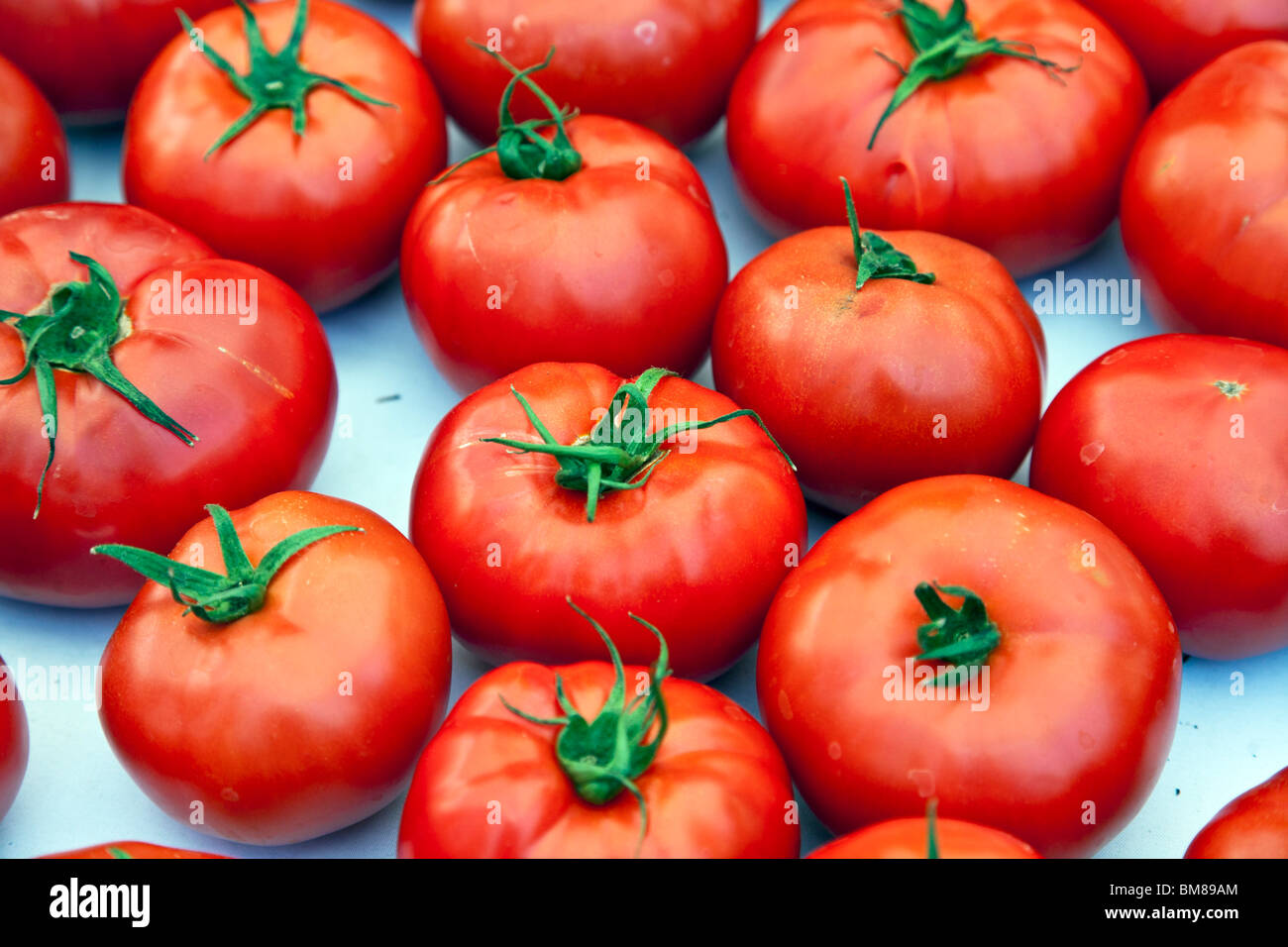 üppige Weinstock Reife rote Tomaten zum Verkauf am Union Square grünen Bauernmarkt in New York City Stockfoto