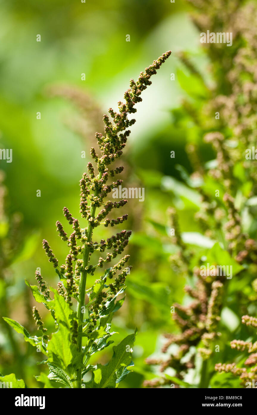 Guter Heinrich, Chenopodium Bonus-Henricus, Blüte im Frühjahr Stockfoto