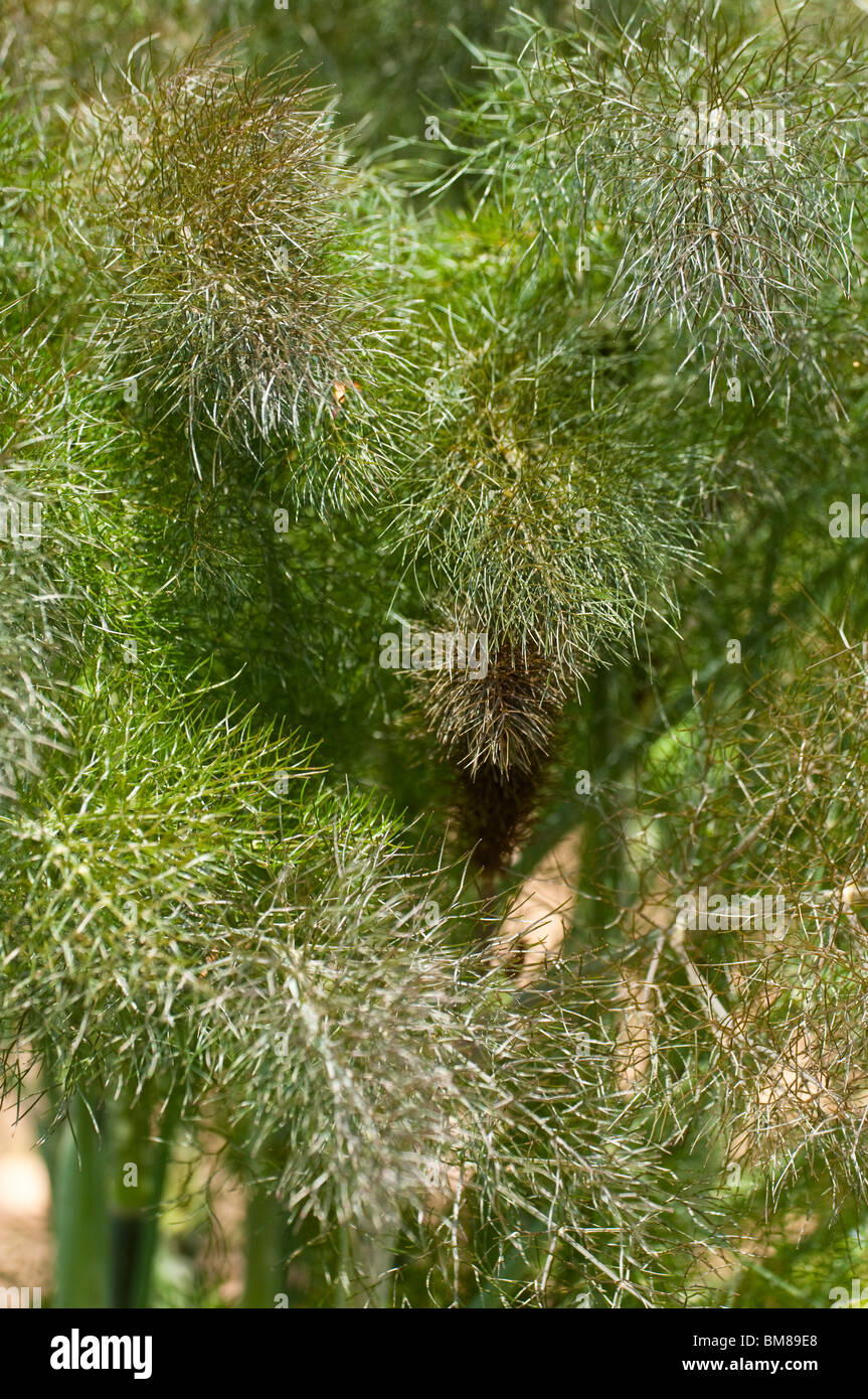 Bronze-Fenchel, Foeniculum Vulgare 'Purpureum', wächst im Frühjahr Stockfoto