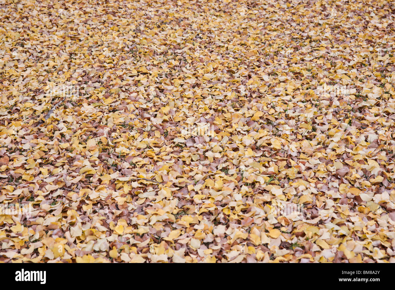 Hintergrundbild von gefallenen Elm Blätter im Herbst oder im Herbst Stockfoto