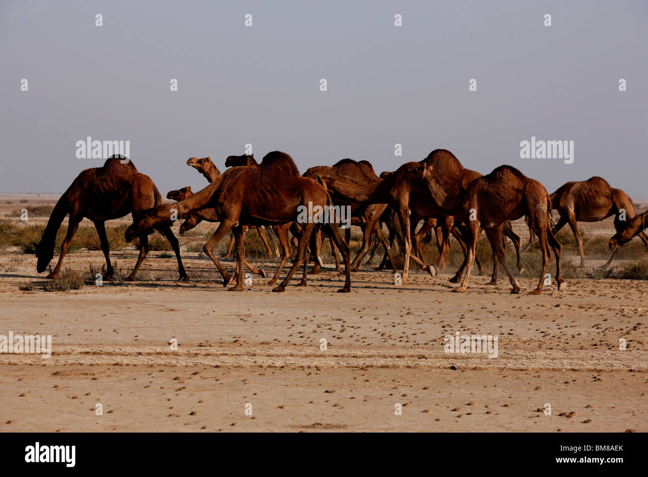 Eine Gruppe von Kamelen in der Wüste von Rajasthan, Indien Stockfoto