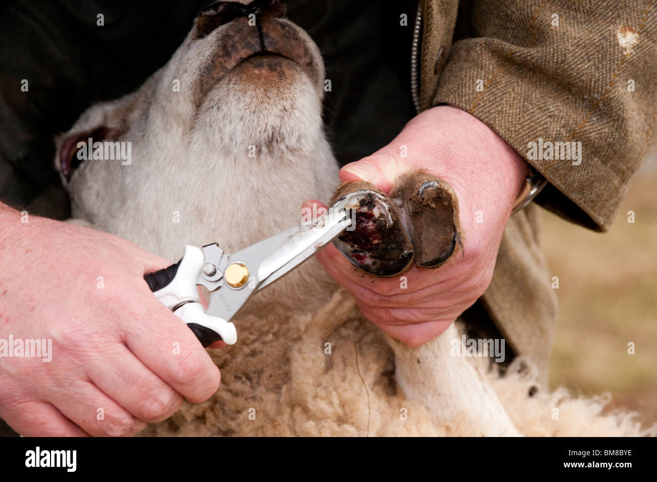 Landwirt trimmen Schafe Füße. Stockfoto