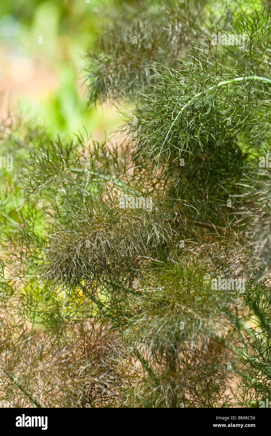 Bronze-Fenchel, Foeniculum Vulgare 'Purpureum', wächst im Frühjahr Stockfoto
