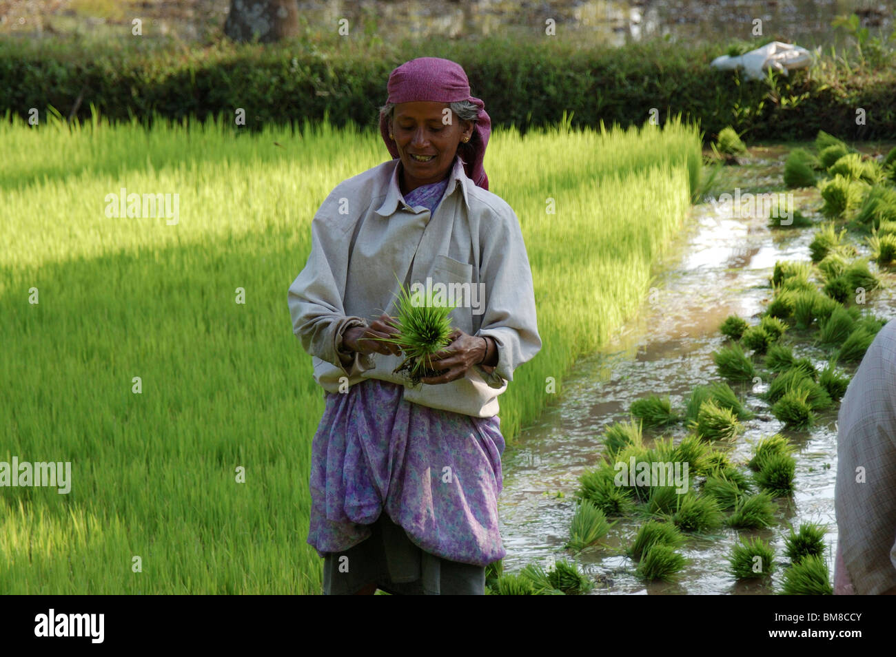 Landwirtschaft-ArbeiterInnen in Reisfeldern, Palakad, Kerala, Indien, Asien Stockfoto