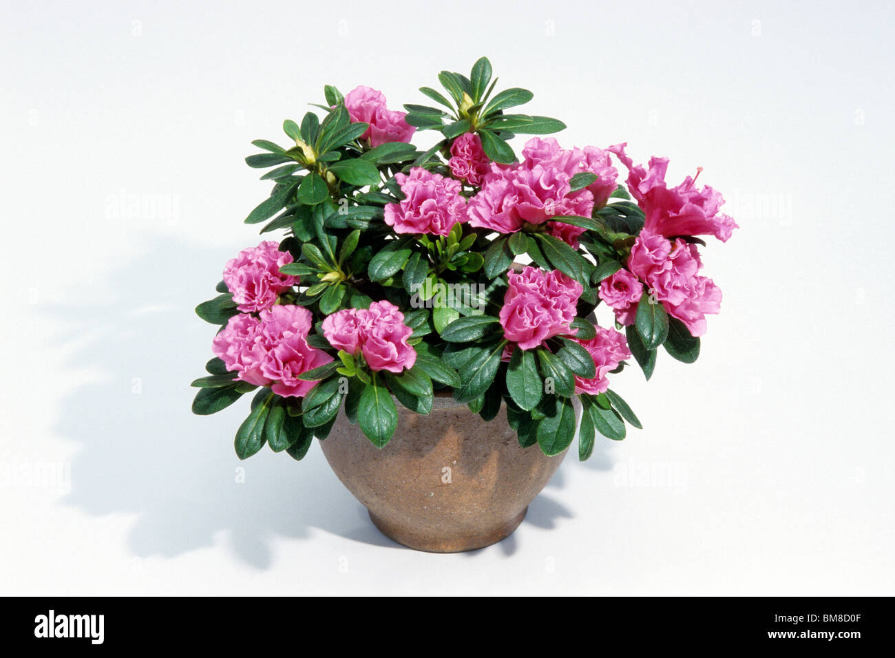 rhododendron hirsutum kaufen Almrausch kaufen