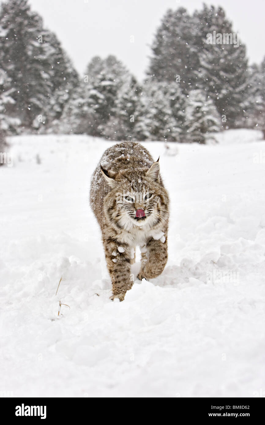Rotluchs Lynx Rufus Spaziergänge im Schnee Stockfoto
